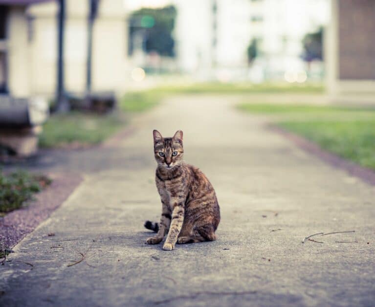 Community Cat Care: Project LUNI’s Guide To Feeding Street Felines And Trap-Neuter-Release