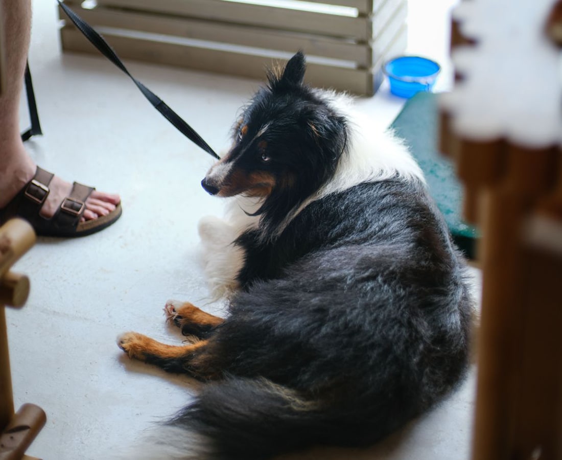 a photo of dog chilling at air cccc in dempsey, singapore