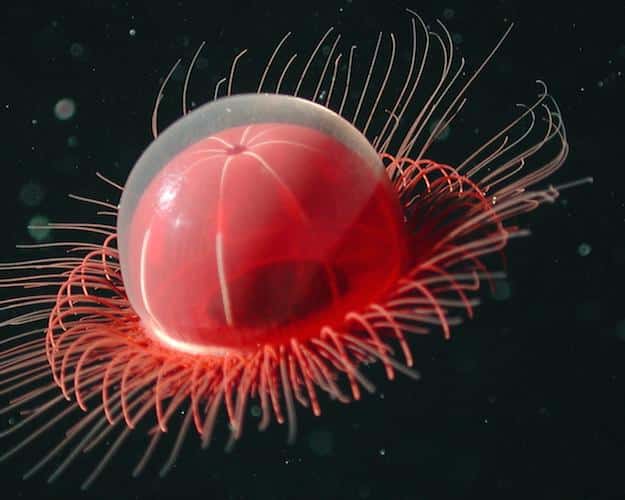 Explore the Ocean Depths with The Deep