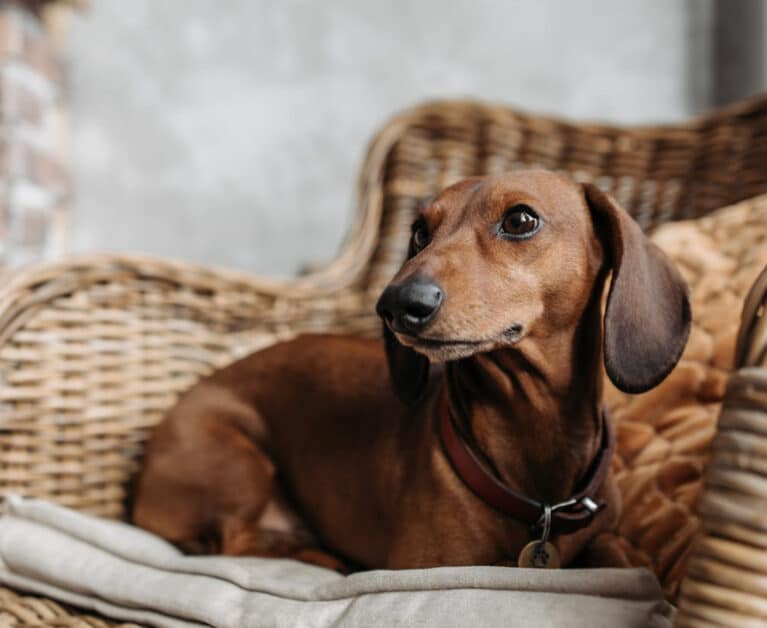 Pet-Friendly Places in Singapore: Cafes, Restaurants & Beach Clubs to Visit with Your Dog