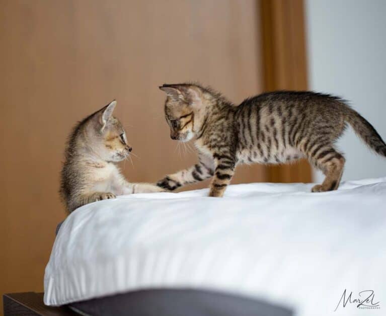 Why Adopting Two Kittens is Better Than One: Twice the Love for Less Work