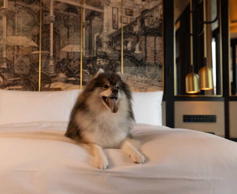 Pet-Friendly Hotels In Singapore For A Paw-Some Getaway With Your Furry Friends